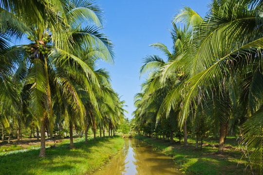 fresh coconut water Hyderabad